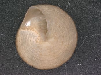 Media type: image; Malacology 140372 Description: Preserved specimen.;